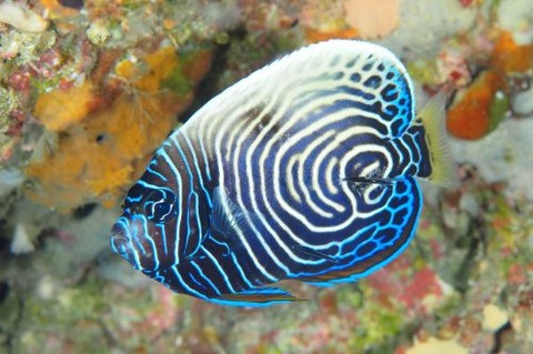 タテジマキンチャクダイ