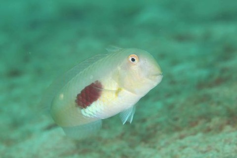 ヒノマルテンス