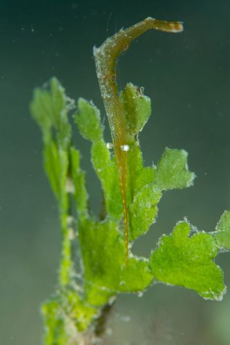 トガリモエビ属の1種