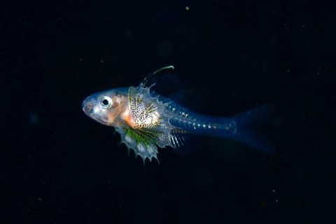 刺激的な水中生物