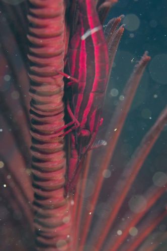 トゲナシカクレエビ