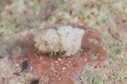 ズングリヒメサンゴモエビ