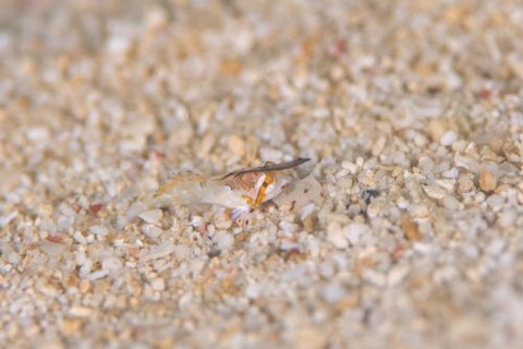 イッポンテグリ