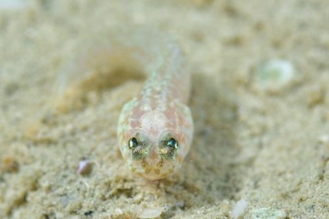 アゴアマダイ科の1種