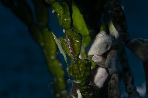 ウミショウブハゼ属の1種