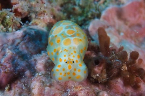 キホシミガキブドウガイ