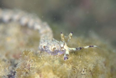 ムカデミノウミウシ