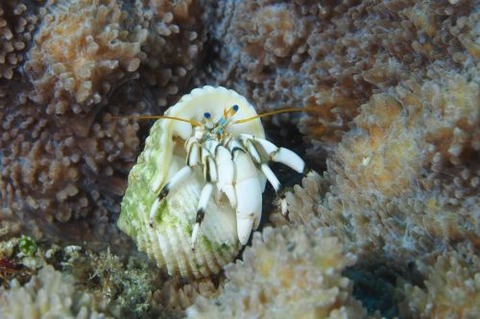 シロサンゴヤドカリ