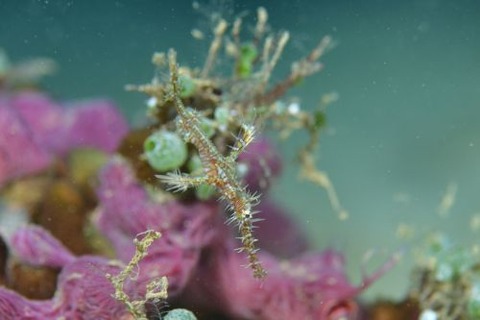 ニシキフウライウオ