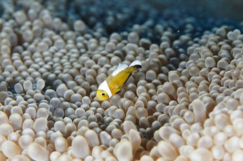 トウアカクマノミ