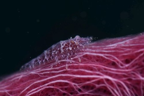 ヂェラストカリス・パロンアェ