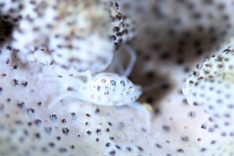 トサカガザミ属の1種