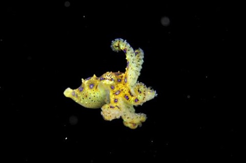 刺激的な水中生物