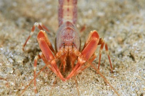 アナエビ科の１種