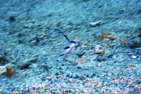 ヒレナガネジリンボウ