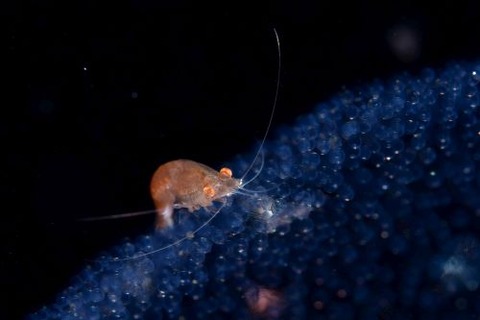 刺激的な水中生物