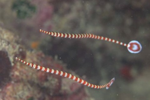 オイランヨウジ