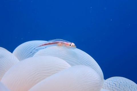 アカスジウミタケハゼ