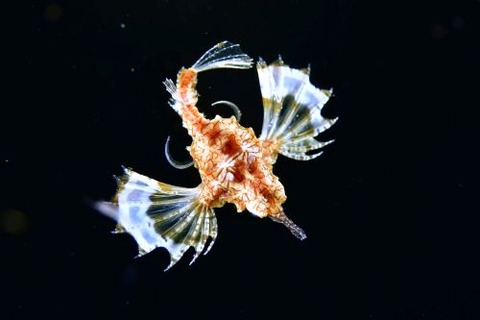 刺激的な水中生物