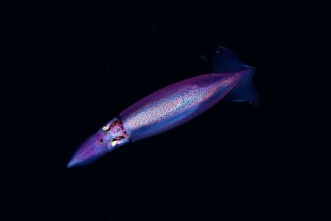 刺激的な水中生物