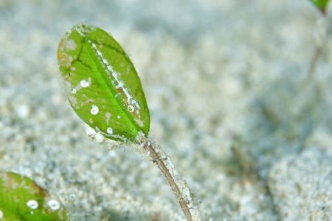 ウミショウブハゼ属の1種