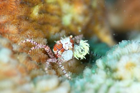 キンチャクガニ