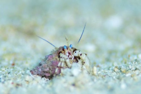 ツノヤドカリ属の1種