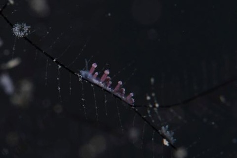 ヤマンバミノウミウシ