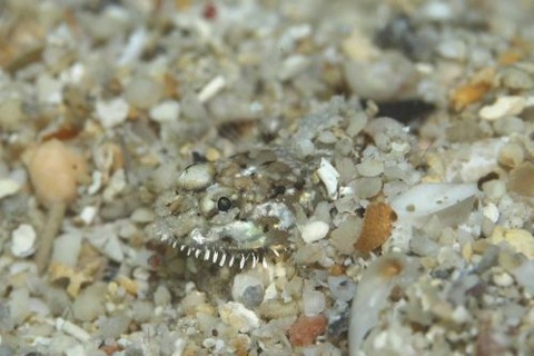 ヒゲモジャハゼ