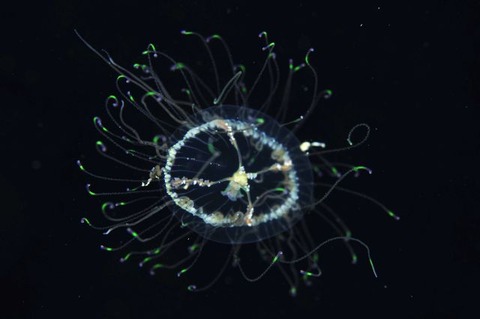 刺激的な水中生物