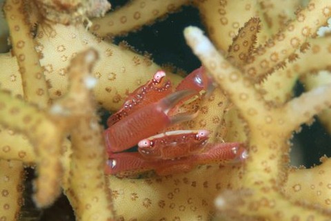 アカエリサンゴガニ