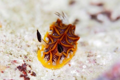 モザイクウミウシ