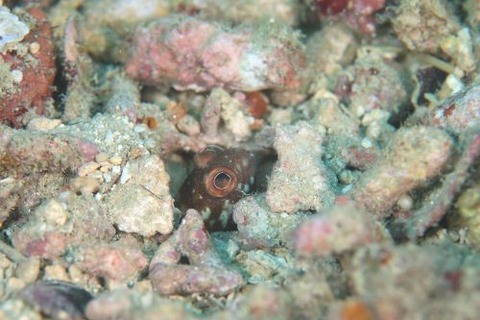 ホシカゲアゴアマダイ