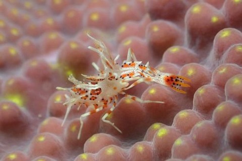 トゲツノメエビ