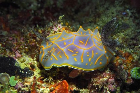 キスジカンテンウミウシ