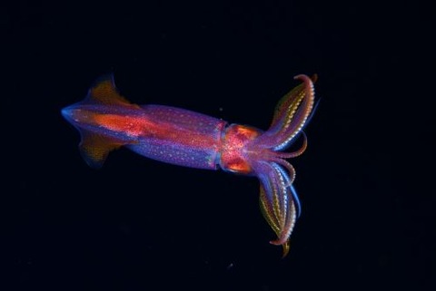 刺激的な水中生物