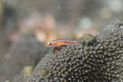 アカスジウミタケハゼ