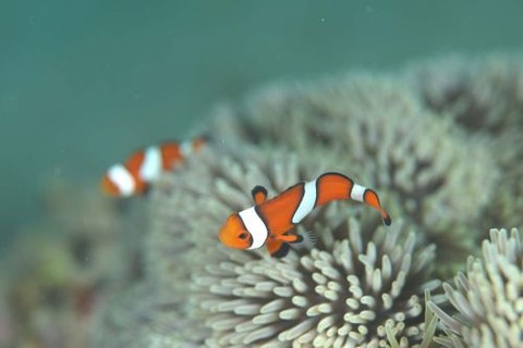 カクレクマノミ