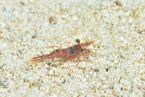 ヤイトサラサハゼ