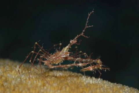 クビナガアケウス