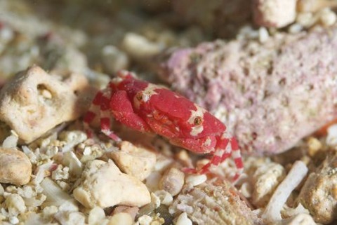 ヒメベニオウギガニ