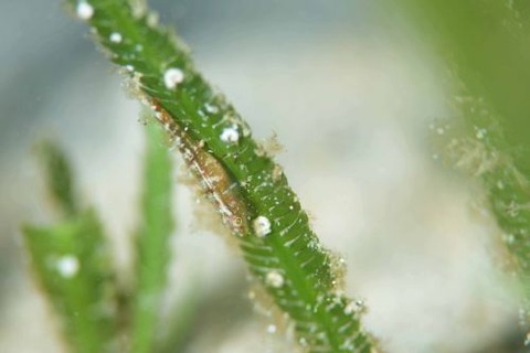 ウミショウブハゼ属の1種