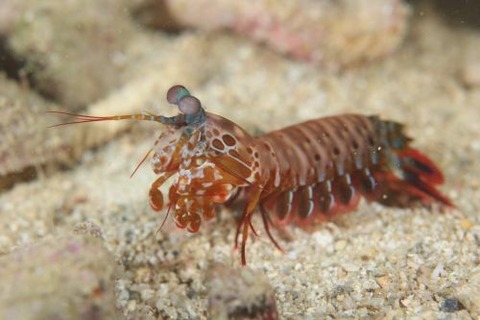 モンハナシャコ