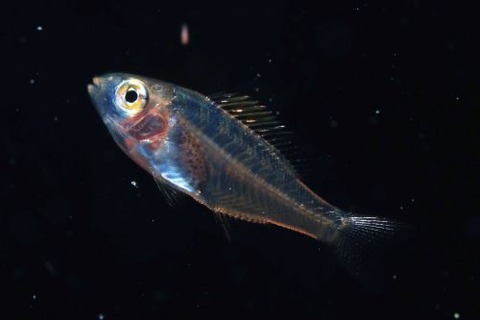 刺激的な水中生物