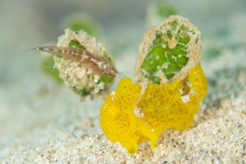 オオモンカエルアンコウ