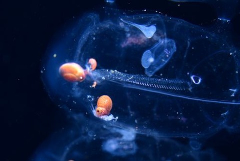 刺激的な水中生物