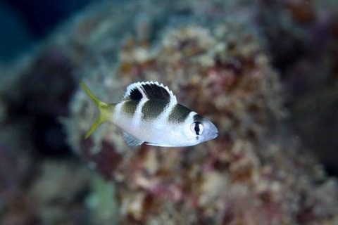 ヨコシマクロダイ