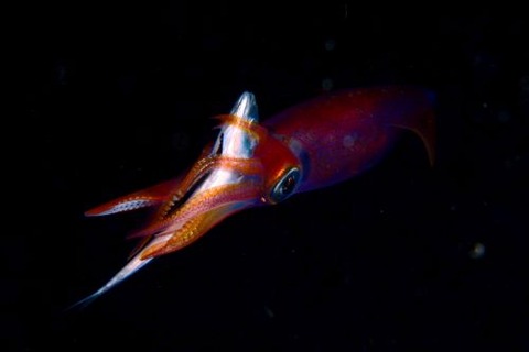 刺激的な水中生物