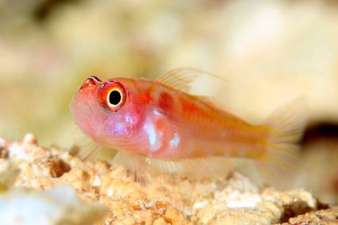 カタボシニシキベニハゼ