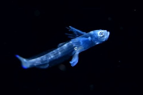 刺激的な水中生物